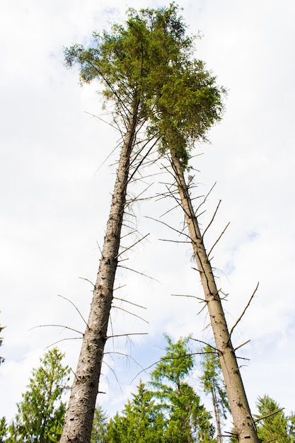 Free Photo low angle shot of two high trees in a white cloudy sky in the background