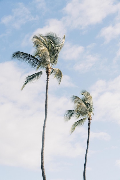 Free photo low angle shot of two palm trees with a cloudy blue sky