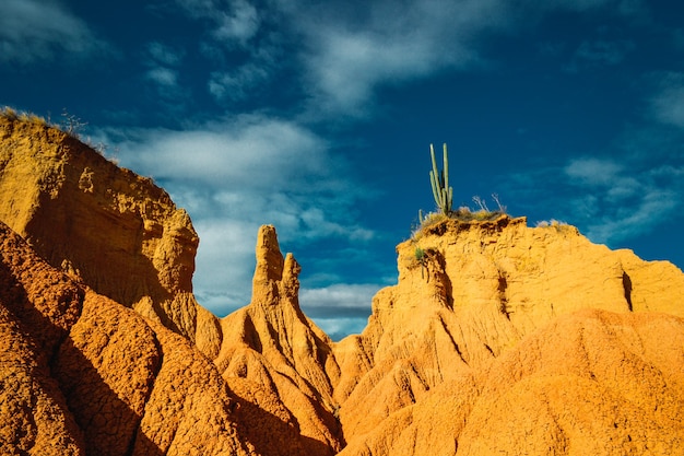 Free photo low angle shot of wild plants growing in the tatacoa desert colombia under a blue sky