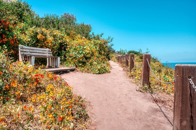 Low angle shot of a wooden bench surrounded with blooming flowers under a clear blue sky