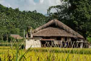 Free photo low angle shot of a wooden building in a tree forest in vietnam under the cloudy sky