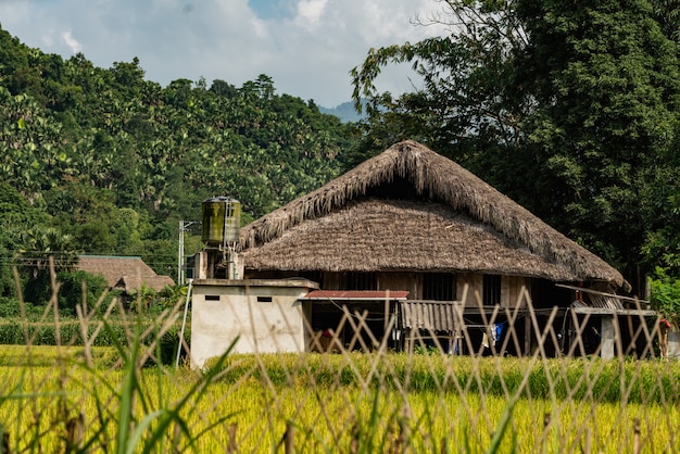 Low angle shot of a wooden building in a tree forest in Vietnam under the cloudy sky