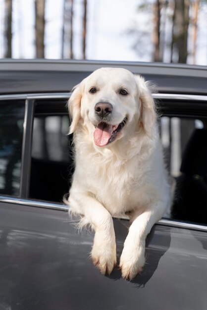 Low angle smiley dog in car