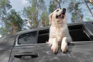 Free photo low angle smiley dog in car