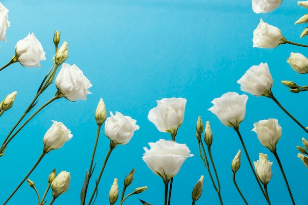 Low angle of spring roses with copy space