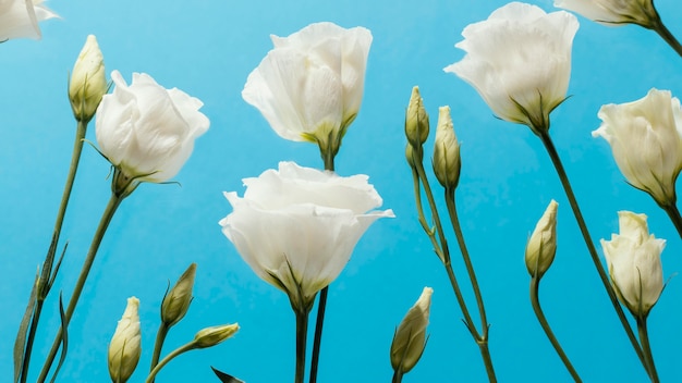 Low angle of spring roses