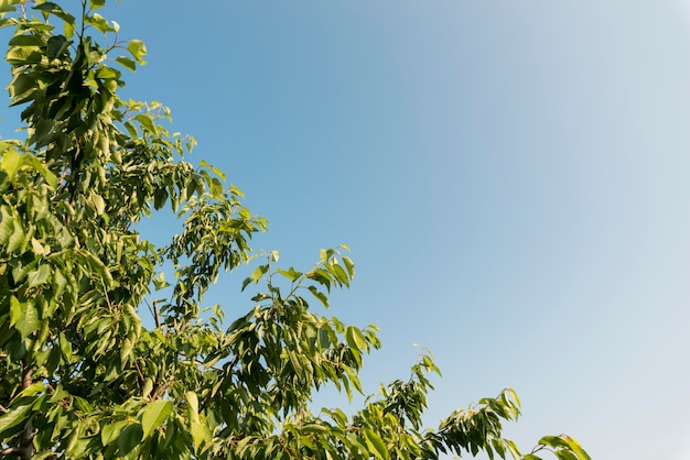 Low angle tree leaves