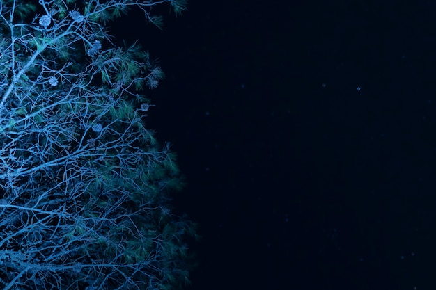 Free Photo low angle tree with starry night sky