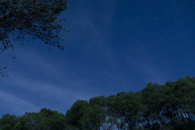 Free photo low angle trees with night sky background