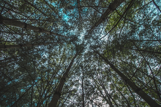 Free photo low angle upshot of beautiful canopy trees in a forest