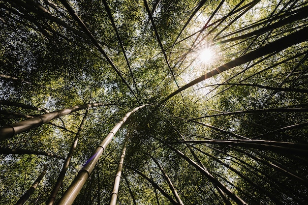 Free photo low angle view of bamboo grove