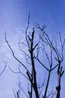 Free photo low angle view of bare tree against sky