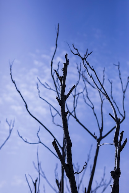 Free Photo low angle view of bare tree against sky