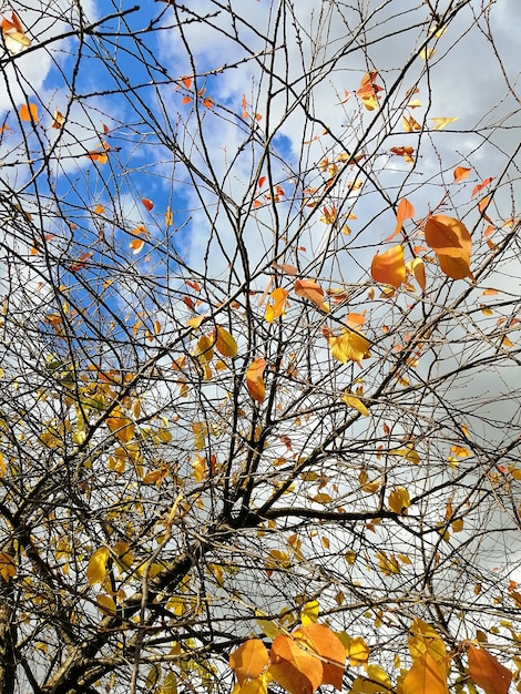 Free photo low angle view of colorful leaves on tree branches under the sunlight and a cloudy sky