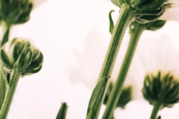 Low angle view of gerbera flower