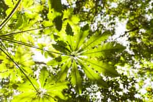 Free photo low angle view of green leaves