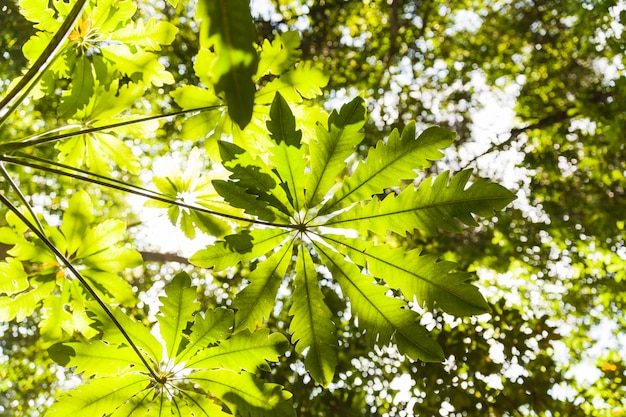 Free Photo low angle view of green leaves