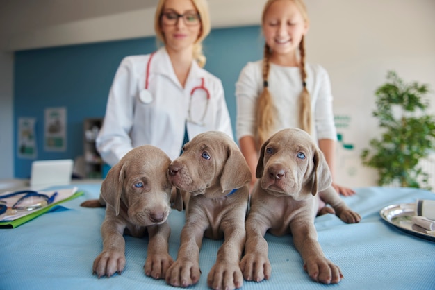 Free Photo low angle view on little puppies
