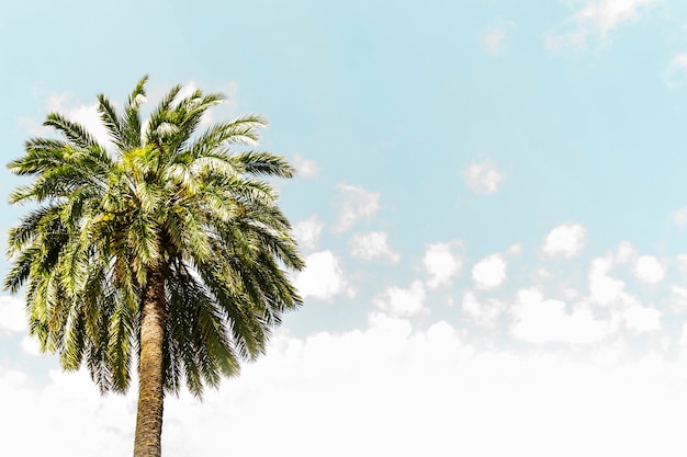 Free Photo low angle view of a palm tree against blue sky