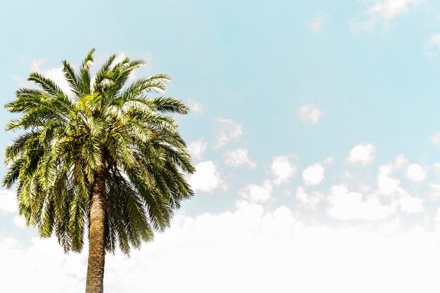 Low angle view of a palm tree against blue sky