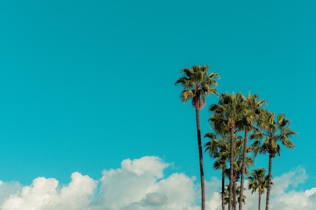 Free Photo low angle view of palm trees under a blue sky and sunlight during daytime