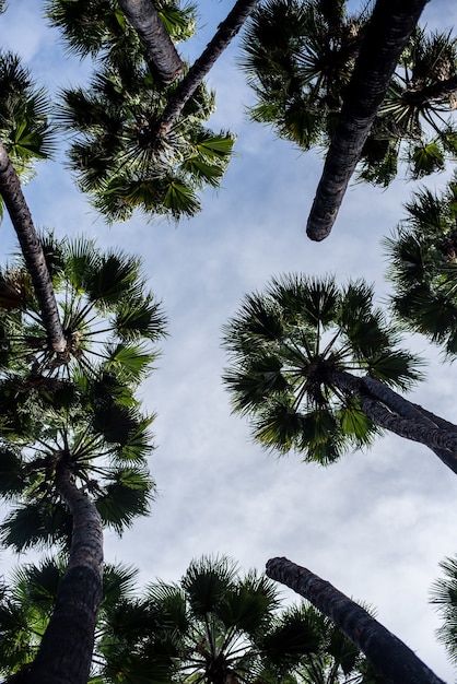 Free photo low angle view of palm trees under a cloudy sky and sunlight