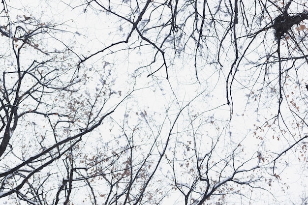 Free photo low angle view silhouette bare tree branch in winter day