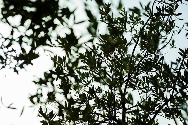 Free Photo low angle view of silhouette tree branches