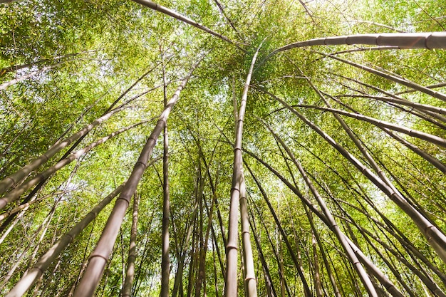 Free photo low angle view of tall bamboo trees