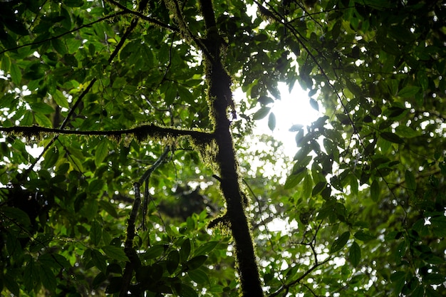 Low angle view of tree branch with moss in costa rica rainforest