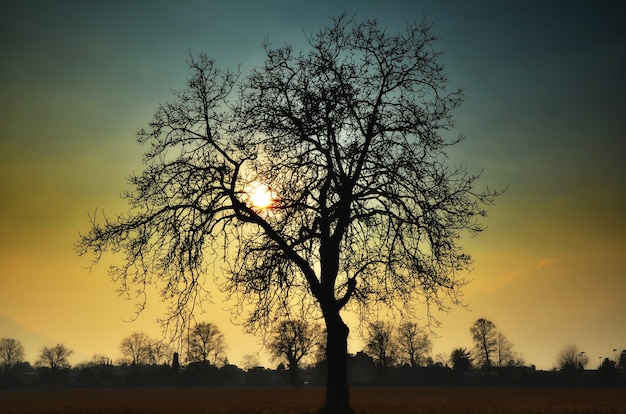 Low angle view of a tree silhouette on a beautiful sunset background