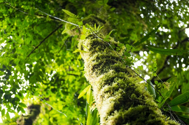 Free Photo low angle view of tree trunk with green moss