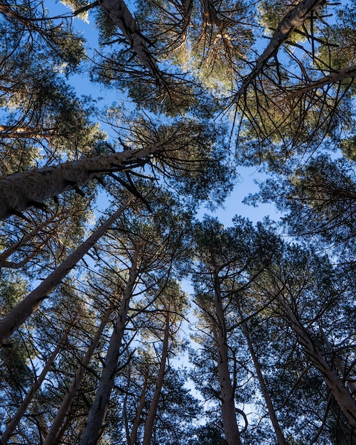 Low angle view of trees under the sunlight and a blue sky at daytime