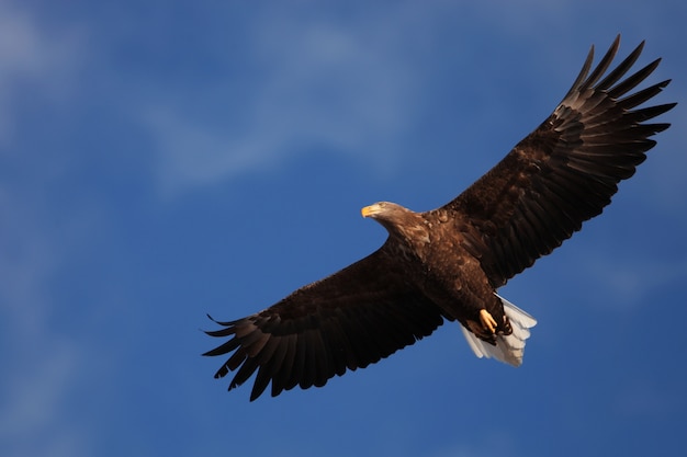 Free Photo low angle view of a white-tailed eagle flying under the sunlight and a blue sky in hokkaido in japan