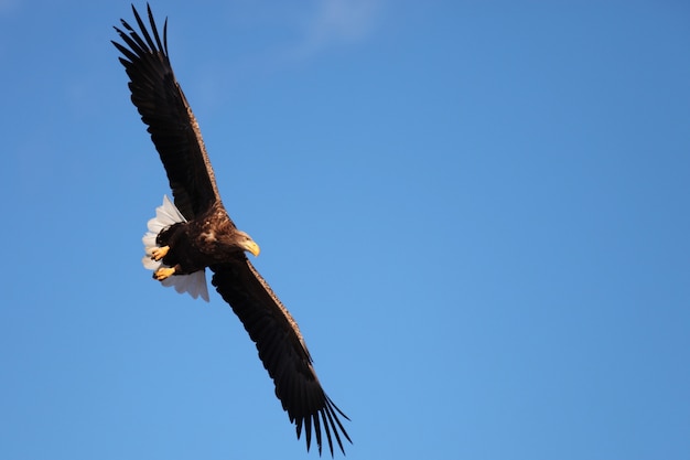 Free Photo low angle view of a white-tailed eagle flying under the sunlight and a blue sky in hokkaido in japan