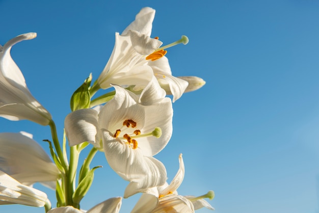 Low angle white flowers with blue background