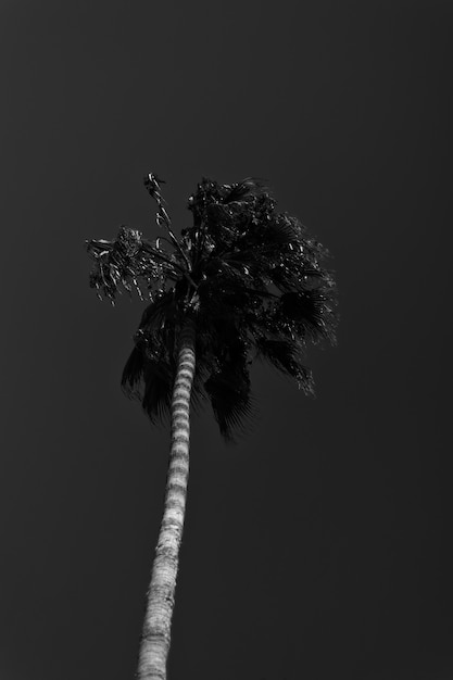 Free Photo low key palm