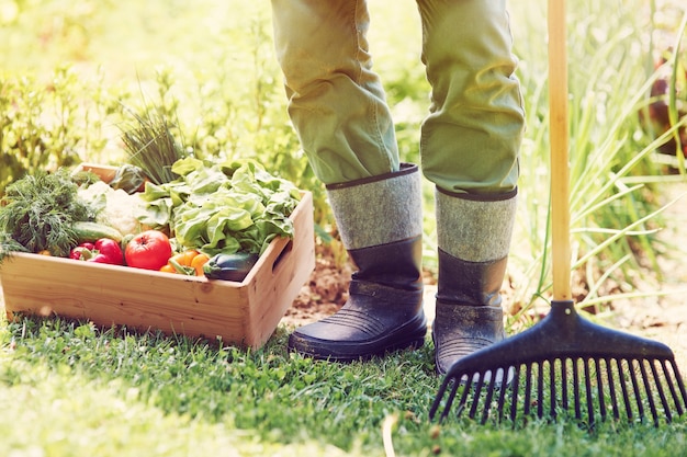 Low section of male farmer with vegetable box