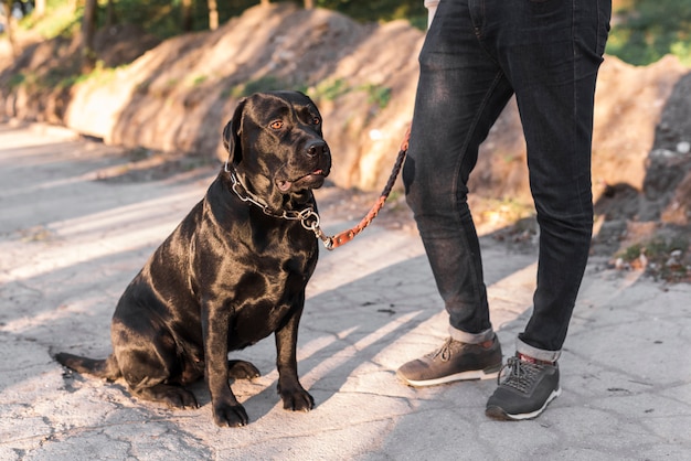 Low section of a man with his pet dog