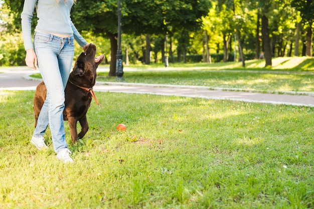 Free Photo low section view of a woman walking with her dog in garden