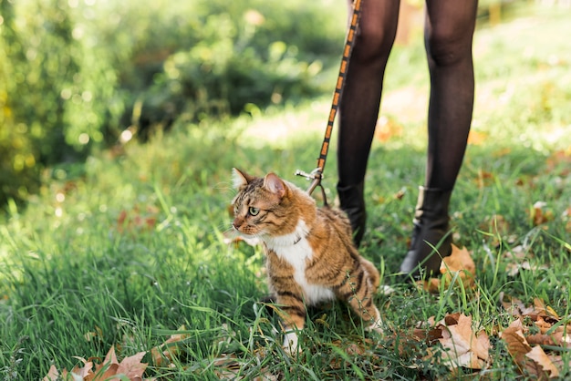 Free Photo low section of a woman walking with her cat