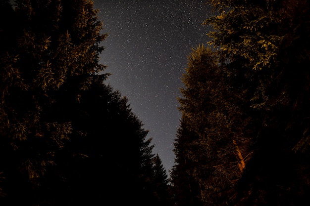 Free photo low view of beautiful trees and the sky