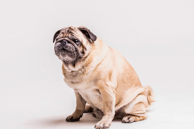 Free Photo loyal cute pug dog isolated on white background