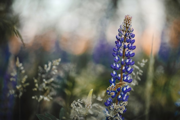 Lupines flowers on  of meadow