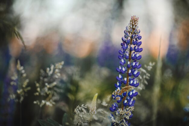 Lupines flowers on  of meadow