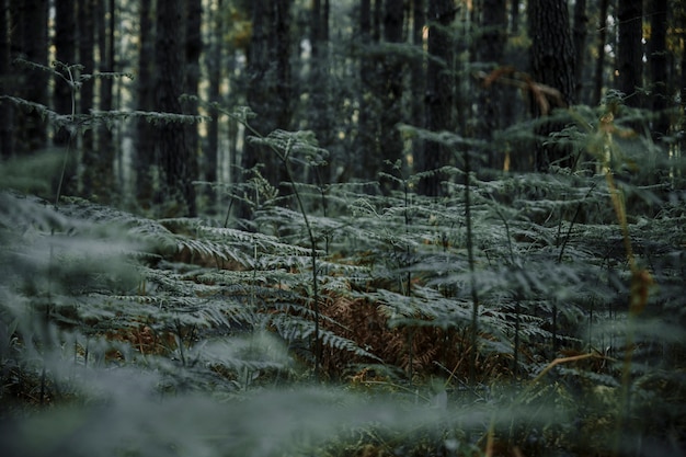 Free photo lush green fern growing in forest