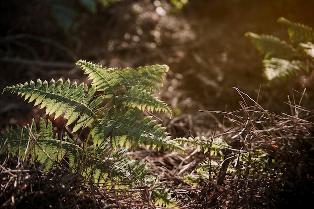 Free photo lush green fern leaves on sunny day