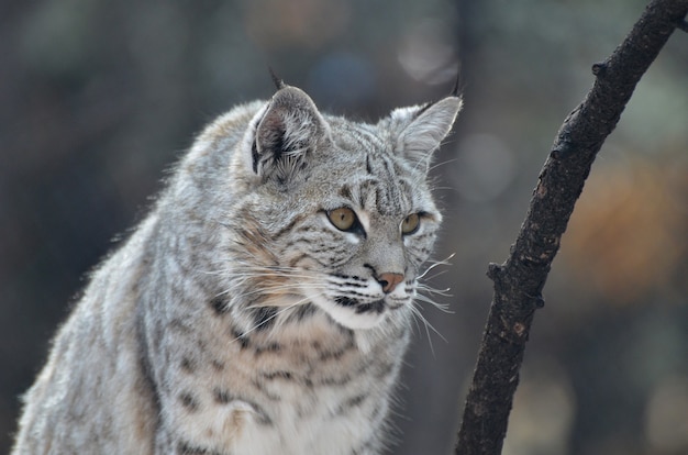 Free photo lynx cat with pointed ears on the prowl.