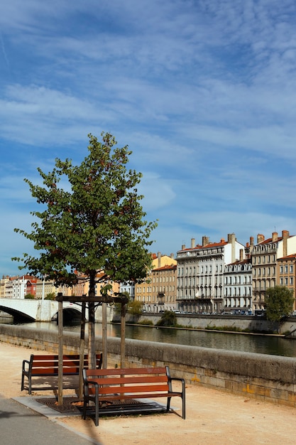 Lyon tree