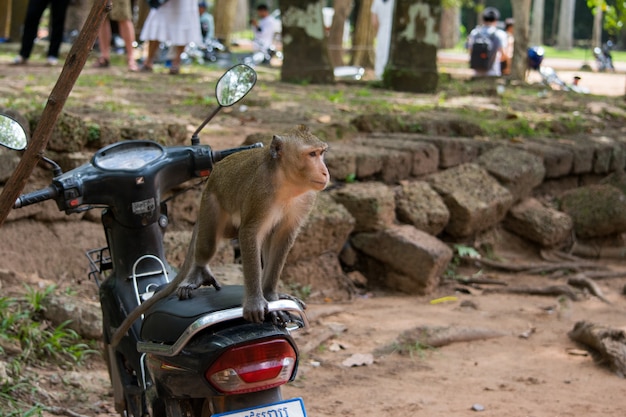 Free Photo macaque monkey on a motor bike